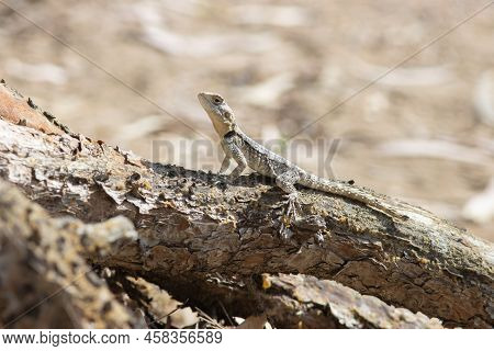 Laudakia Stellio - Agama Lizard Sits On A Root Of Tree In Turkey