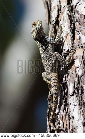 Large Agama Lizard Sits On A The Pine Tree In Turkey -stellagama Stellio