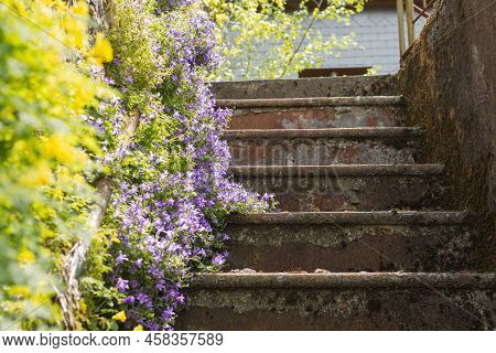 An Old Staircase In The Yard Covered In Green Plants And Purple Flowers On The Side Of The Stairscov