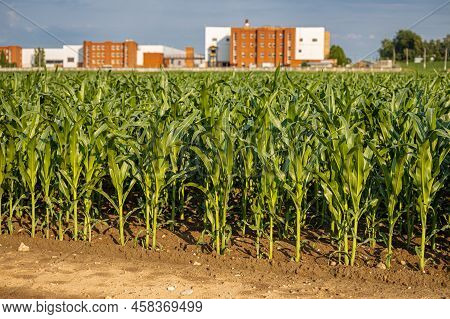 Corn Field On The Background Of The Agro-industrial Complex. High Quality Photo