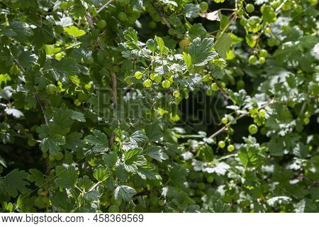 Ribes Uva-crispa, Wild Gooseberry Known As Gooseberry Or European Gooseberry, Is A Species Of Flower