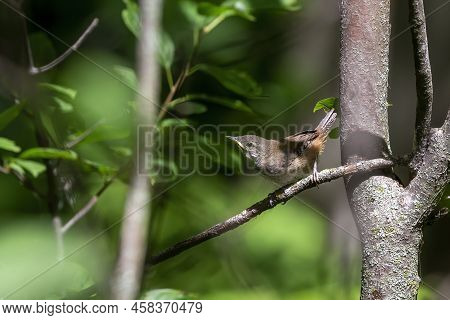 The House Wren (troglodytes Aedon), Young After Leaving The Nest Cavity