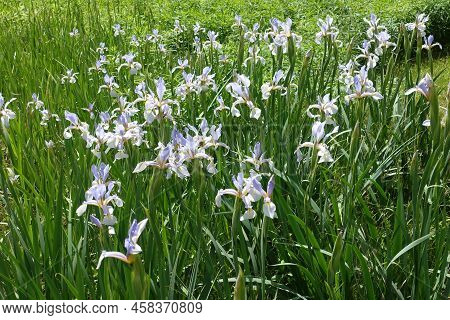 Bloom Of Light Violet Irises In June
