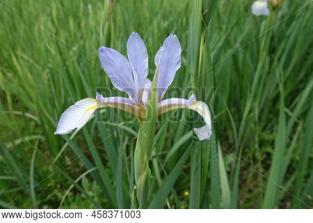 Closeup Of One Light Violet Flower Of Iris In May