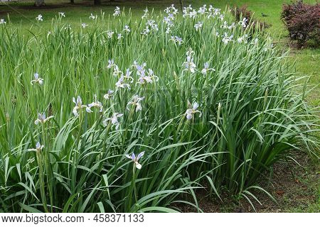 Dozens Of Light Violet Flowers Of Irises In June
