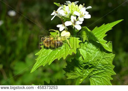 Bee Killed By A Crab Spider Ambushed Among Flowers