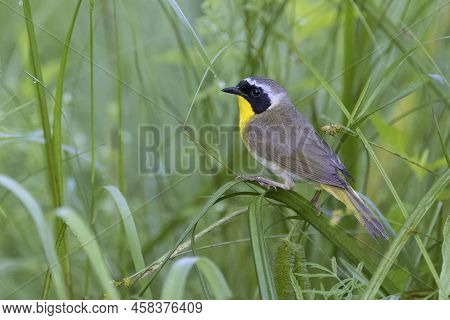 Male Common Yellowthroat (geothlypis Trichas) - Pinery Provincial Park, Ontario, Canada