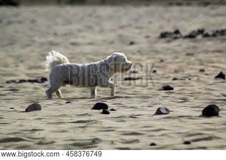 On A Beach, A Small White Dog Runs And Enjoys The Run.