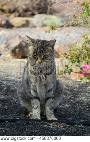 Portrait Of A Cat With Streaked Fur.