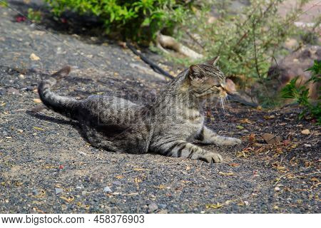 Portrait Of A Cat With Streaked Fur.