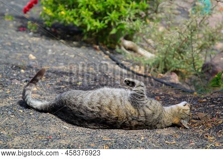 Portrait Of A Cat With Streaked Fur.