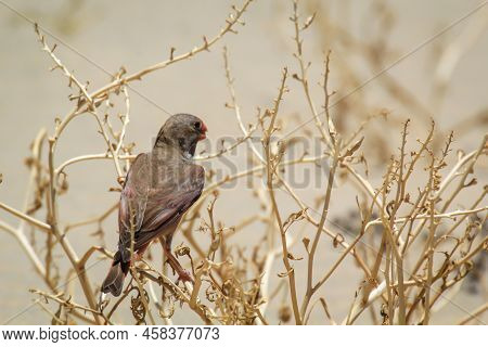 A Desert Bullfinch Or Desert Trumpeter, Bucanetes Githagineus Feeding On A Plant.
