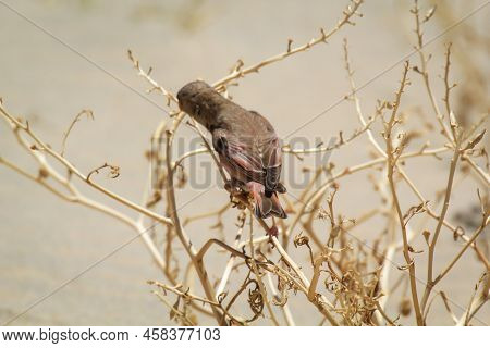A Desert Bullfinch Or Desert Trumpeter, Bucanetes Githagineus Feeding On A Plant.