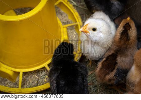 A Group Of Small Chicks Near The Feeder. Breeding Chickens At Home. Poultry On The Farm. Selective F