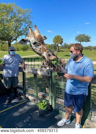 Tampa, Fl Usa - November 11, 2021: A Closeup Of A Giraffe At A Zoo Waiting For Visitors To Feed It L