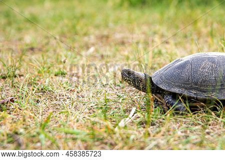 Turtles Walking On Grass. Close Up View Of Land Turtle