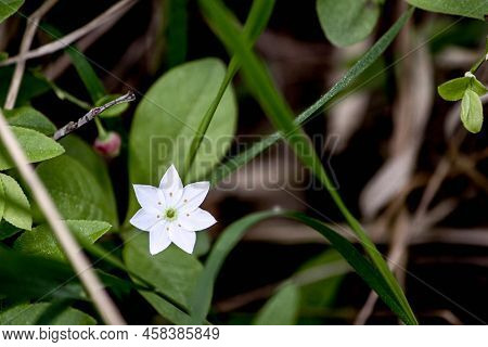 Arctic Star One White Trientalis Europaea Flower In Green Foliage Close-up