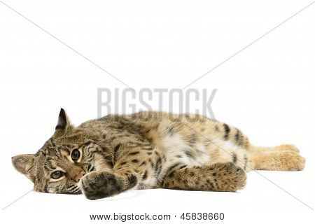 Bobcat