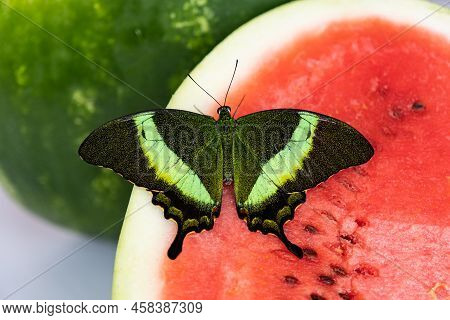 Bright And Juicy Butterfly On A Watermelon. Papilio Palinurus. Green Butterfly On A Red Watermelon