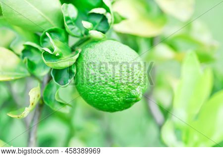 Lime, Lime Plant Or Lemon On Lemon Tree Or Lemon Plant