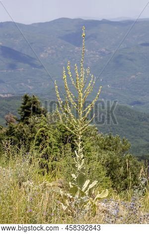 Flora Of Greece. A Tall, Medicinal Plant (verbascum Phlomoides) With Yellow Flowers Grows In The Mou