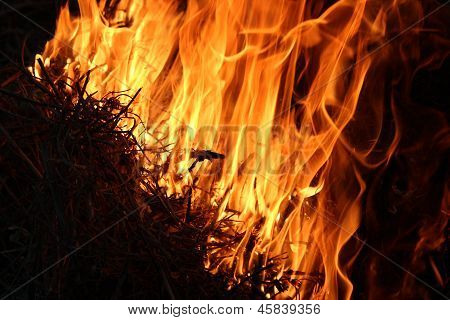 Fire In The Forest