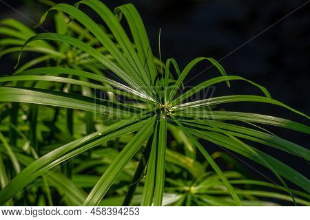 The Leaves Of The Umbrella Sedge Plant In The Form Of Small Blades Spread Out To Form Like An Umbrel