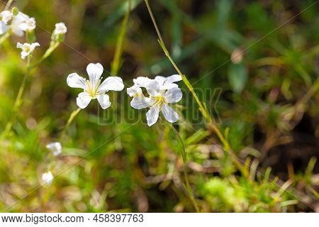 Flower Of The Sandwort, Minuartia Juniperina
