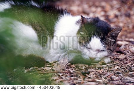 A Cat With White And Black Spots Sleeping Peacefully Outdoors