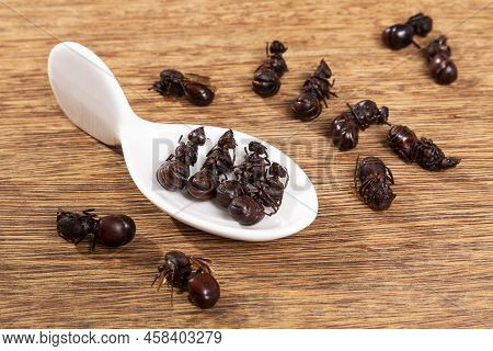 Ants Culonas Typical Gastronomy Of Santander Colombia; Photo On Wood Background