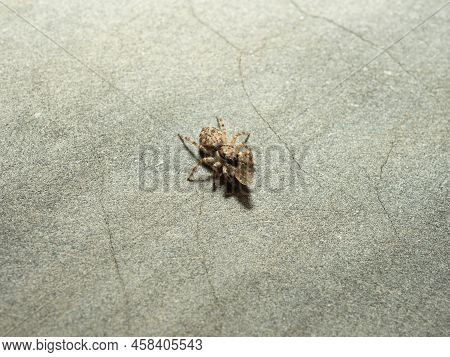 Close Up Shoot Of A Jumping Spider