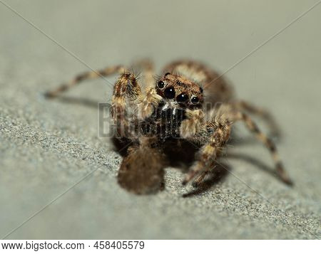 Close Up Shoot Of A Jumping Spider