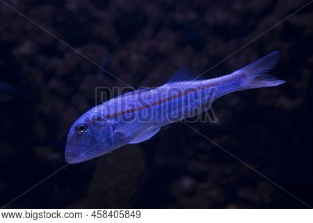 The Striped Red Mullet Or Surmullet (mullus Surmuletus).