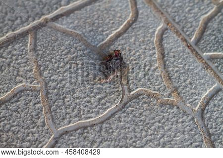 A Dead Mouse Was Killed By A Spike And Half Eaten, A Mouse Corpse On The Sidewalk And Entrance, A Ca