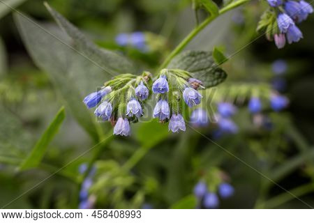 Beautiful Blue Flowers Of Symphytum Caucasicum, Also Known As Beinwell, Blue Comfrey Blooming In Spr
