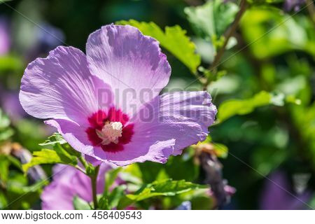 Pink Flowers Of Hibiscus Moscheutos Plant Close-up. Hibiscus Moscheutos, Swamp Hibiscus, Rose Mallow