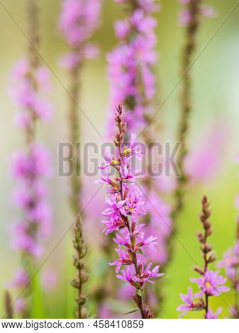 Summer Flowering Purple Loosestrife, Lythrum Tomentosum Or Spiked Loosestrife And Purple Lythrum On 