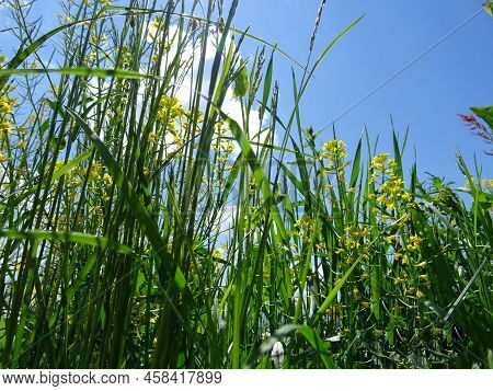 A Walk In The Mountainous Area, Aromatic Herbs