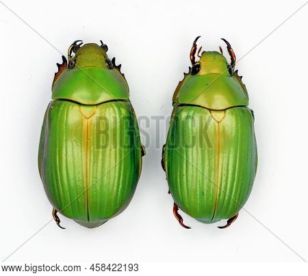 Beetle Isolated On White. Green Round Beetles Chrysina Auripes Macro, Rutelidae, Collection Beetles,