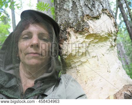 A Tree Gnawed By A Beaver. Damaged Bark And Wood. The Work Of The Beaver On The Construction Of The 