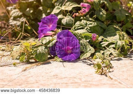 Ipomoea Purple (ipomoea Purpurea). A Beautiful Garden Plant. Annual Liana. Purple Flowers For The Ga