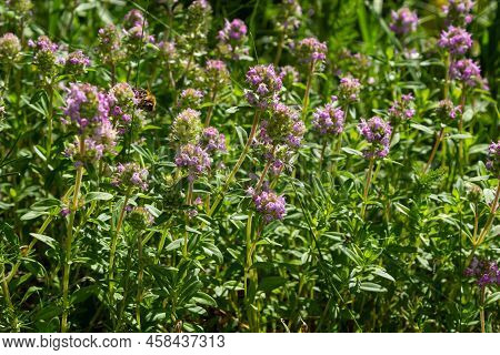 Fresh, Blooming Pink Thyme In Green Grass. Wild Thymus Serpyllum Plants In Field. Breckland Wild Thy