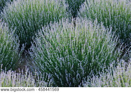Lavender Bushes On The Field Close-up. Natture