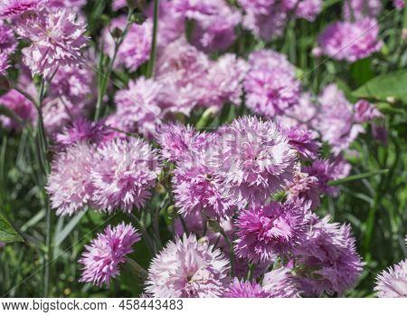 Background Of Pink Flowers Of Garden Carnations In The Garden Close-up.