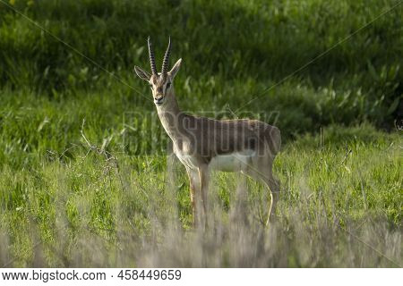 A Male Gazelle Standing In A Meadow, On A Sunny Day In Jerusalem, Israel.