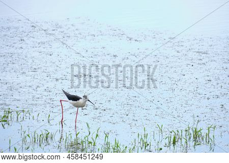 Stilt Walker Is A Bird Of The Shiloklyuvkov Family, Listed In The Red Book.bird With Long Legs And B