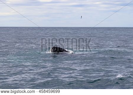 Close Up Of Humpback Whale Off Coast Of Iceland.