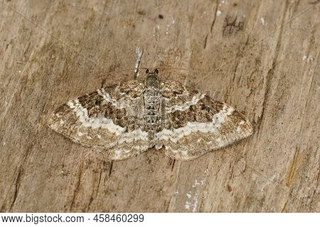 Detailed Closeup On The Common Carpet Geometer Moth, Epirrhoe Alternata, Sitting With Open Wings In 