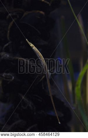The Greater Pipefish (syngnathus Acus) In Aquarium.