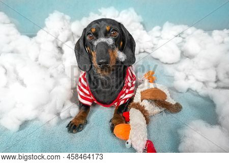 Dachshund Puppy Has Torn Up A Soft Toy And Is Sitting In A Pile Of Sintepon, Filler And Looks At The